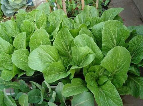 配送品種：大芥菜