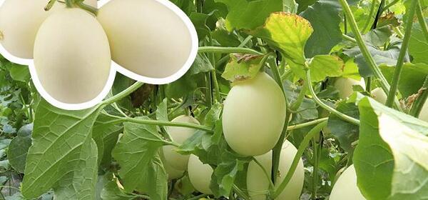 1760177641.jpg tupian_xianggua3.jpg