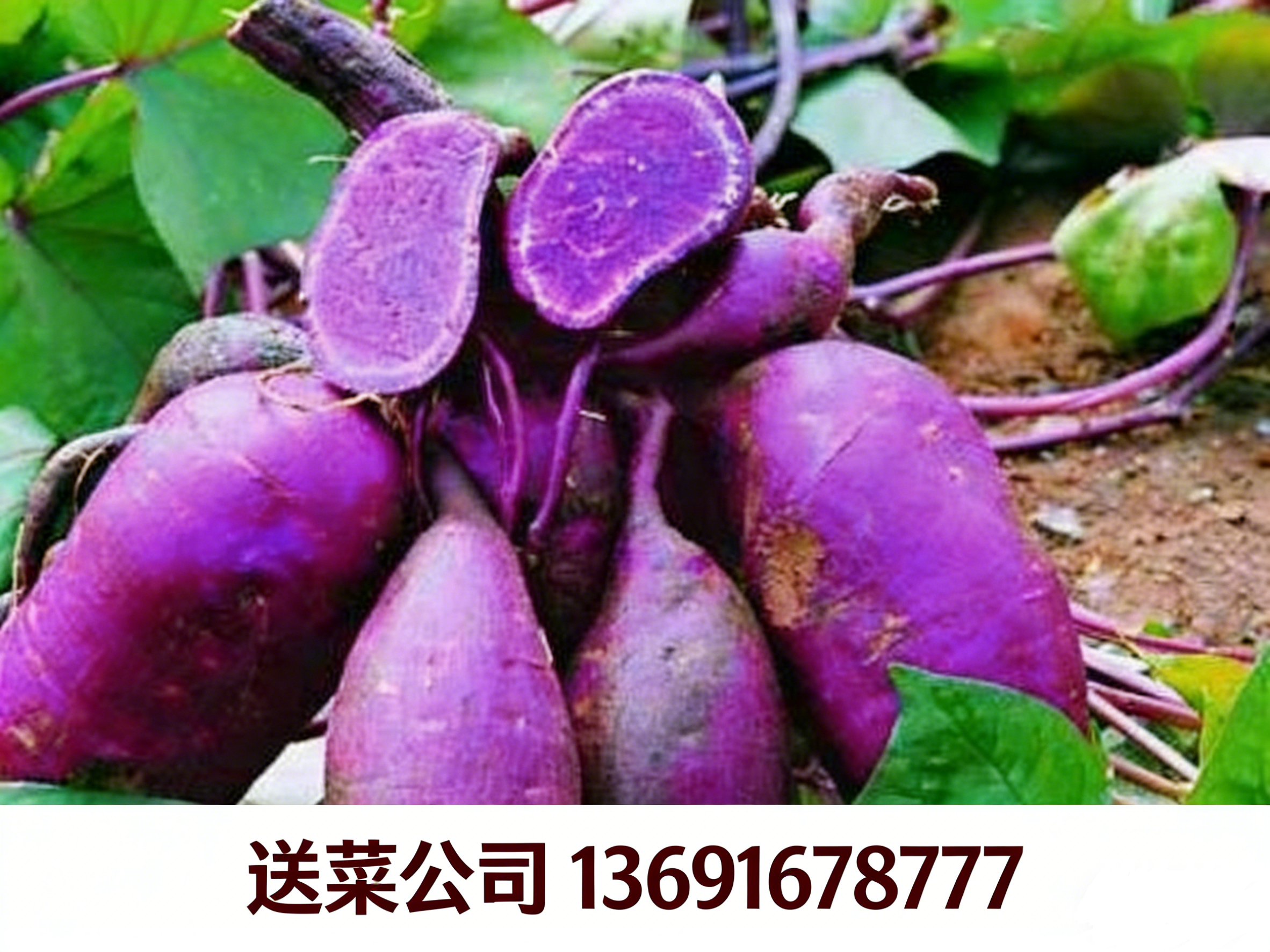 東莞送菜公司與您分享:紫薯獨特的營養功效